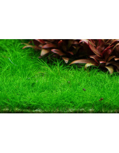 Eleocharis acicularis 'Mini' pusilla- In Vitro Cup Tropica Tropica - 2