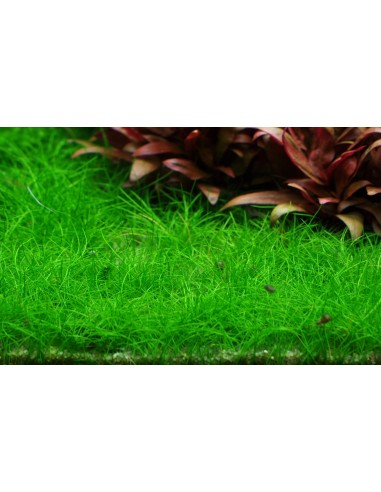 Eleocharis acicularis 'Mini' pusilla- In Vitro Cup Tropica Tropica - 2