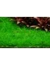 Eleocharis acicularis 'Mini' pusilla- In Vitro Cup Tropica Tropica - 2