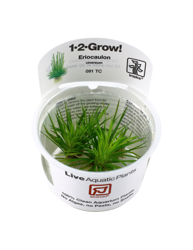 Eriocaulon cinereum - In Vitro Cup Tropica Tropica - 1