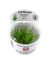 Eriocaulon cinereum - In Vitro Cup Tropica Tropica - 1
