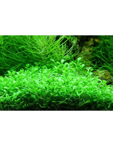 Glossostigma Elatinoides - In Vitro Cup Tropica Tropica - 1