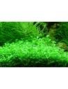Glossostigma Elatinoides - In Vitro Cup Tropica Tropica - 1