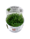 Glossostigma Elatinoides - In Vitro Cup Tropica Tropica - 2