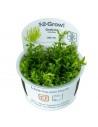 Gratiola viscidula - In Vitro Cup Tropica Tropica - 1