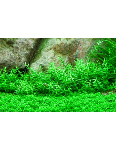 Gratiola viscidula - In Vitro Cup Tropica Tropica - 2