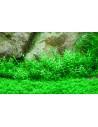 Gratiola viscidula - In Vitro Cup Tropica Tropica - 2