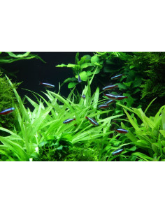 Helanthium bolivianum 'Quadricostatus' - In vitro Tropica Tropica - 2