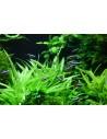 Helanthium bolivianum 'Quadricostatus' - In vitro Tropica Tropica - 2
