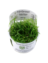 Helanthium tenellum 'Green'- In vitro Tropica Tropica - 1