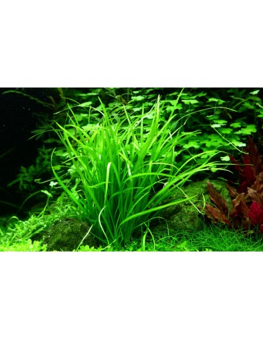 Helanthium tenellum 'Green'- In vitro Tropica Tropica - 2