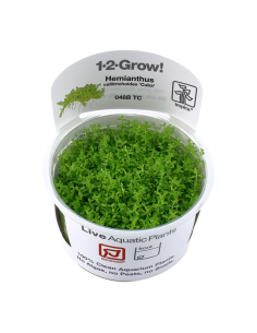 Hemianthus callitrichoides 'Cuba' - In Vitro Cup Tropica Tropica - 1