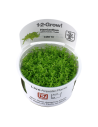 Hemianthus callitrichoides 'Cuba' - In Vitro Cup Tropica Tropica - 1
