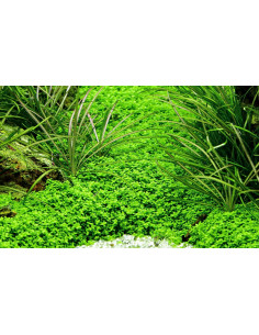 Hemianthus callitrichoides 'Cuba' - In Vitro Cup Tropica Tropica - 2