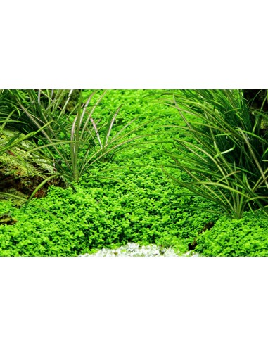 Hemianthus callitrichoides 'Cuba' - In Vitro Cup Tropica Tropica - 2