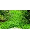 Hemianthus callitrichoides 'Cuba' - In Vitro Cup Tropica Tropica - 2