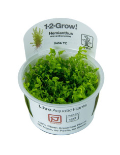 Hemianthus micranthemoides - In Vitro Cup Tropica Tropica - 1