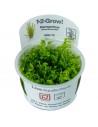 Hemianthus micranthemoides - In Vitro Cup Tropica Tropica - 1