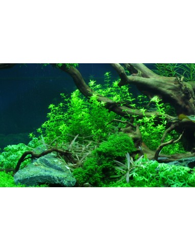 Hemianthus micranthemoides - In Vitro Cup Tropica Tropica - 2