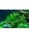 Hemianthus micranthemoides - In Vitro Cup Tropica Tropica - 2