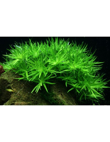 Heteranthera zosterifolia - Invitro Tropica Tropica - 2