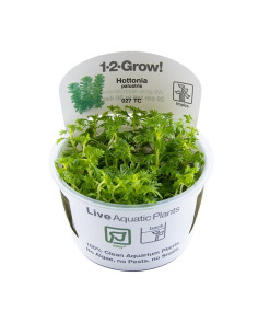 Hottonia palustris(Proserpinica pectinata) - In vitro Tropica Tropica - 1