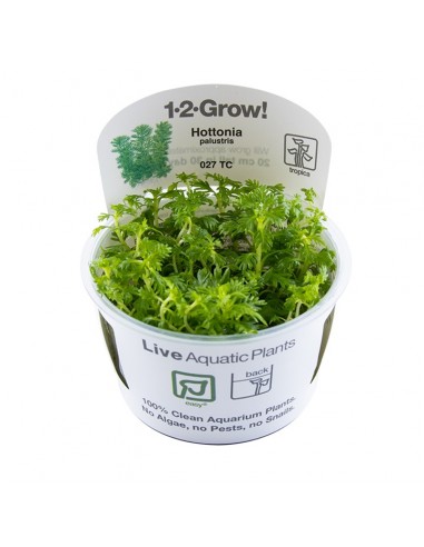 Hottonia palustris(Proserpinica pectinata) - In vitro Tropica Tropica - 1