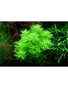 Hottonia palustris(Proserpinica pectinata) - In vitro Tropica Tropica - 2