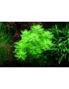 Hottonia palustris(Proserpinica pectinata) - In vitro Tropica Tropica - 2