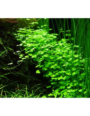 Hydrocotyle tripartita - In Vitro Cup Tropica Tropica - 1
