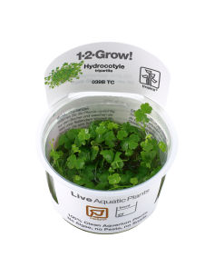 Hydrocotyle tripartita - In Vitro Cup Tropica Tropica - 2