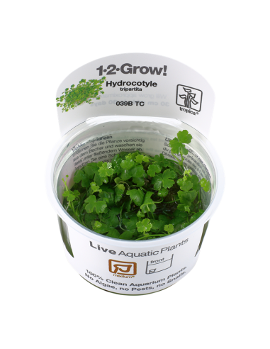 Hydrocotyle tripartita - In Vitro Cup Tropica Tropica - 2