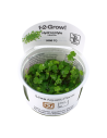 Hydrocotyle tripartita - In Vitro Cup Tropica Tropica - 2