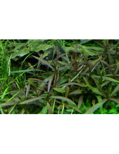 Hygrophila lancea (sp. 'Araguaia') - In Vitro Cup Tropica Tropica - 1