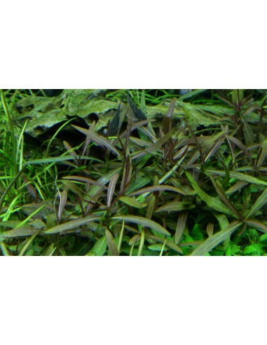 Hygrophila lancea (sp. 'Araguaia') - In Vitro Cup Tropica Tropica - 1