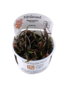 Hygrophila lancea (sp. 'Araguaia') - In Vitro Cup Tropica Tropica - 2