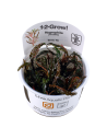 Hygrophila pinnatifida - In vitro Tropica Tropica - 1