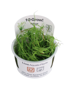 Juncus repens- invitro Tropica Tropica - 1