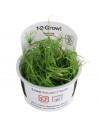 Juncus repens- invitro Tropica Tropica - 1