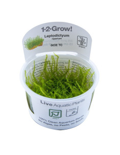 Leptodictyum riparium - In Vitro Cup Tropica Tropica - 1