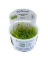 Leptodictyum riparium - In Vitro Cup Tropica Tropica - 1