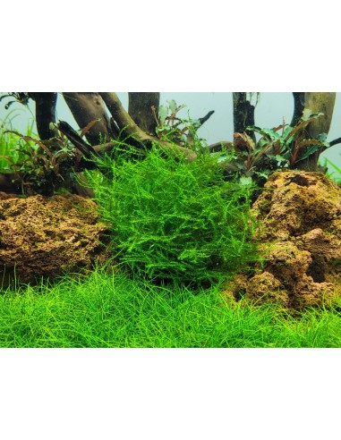 Leptodictyum riparium - In Vitro Cup Tropica Tropica - 2