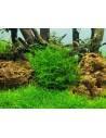 Leptodictyum riparium - In Vitro Cup Tropica Tropica - 2