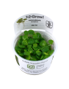 Limnobium laevigatum - In Vitro Cup Tropica Tropica - 1