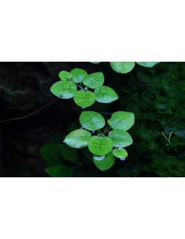 Limnobium laevigatum - In Vitro Cup Tropica Tropica - 2