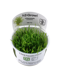 Lilaeopsis brasiliensis - In Vitro Cup Tropica  - 1