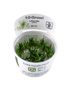 Littorella uniflora - In Vitro Cup Tropica Tropica - 2