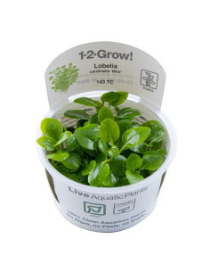 Lobelia cardinalis 'Mini' - in vitro Tropica Tropica - 2
