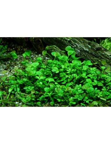 Marsilea Hirsuta - invitro Tropica Tropica - 1
