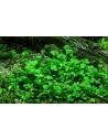 Marsilea Hirsuta - invitro Tropica Tropica - 1